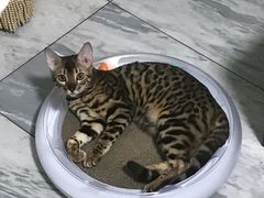 -猫大福·Fortune Cat猫舍(百子湾店)
