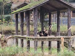 -中国大熊猫保护研究中心雅安碧峰峡基地