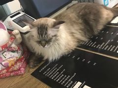 -共舞时光猫咖·狗咖(新街口店)