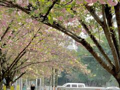 -四川大学(望江校区)