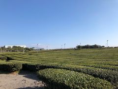 -雪绿茶博物馆