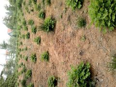 android_upload_pic-洛阳郁金香牡丹园