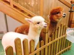 -藦茜花园宠物主题亲子互动体验馆(国顺东路店)