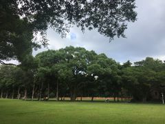 -中山大学学者灵芝(园南路店)