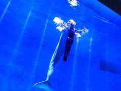 -芜湖新华联大白鲸海洋公园