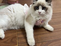 -爱佳宠物中心医院·骨外科·猫专科·急重症(瑶海万达店)