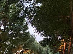 -荔湾湖公园