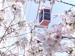 -顾村公园