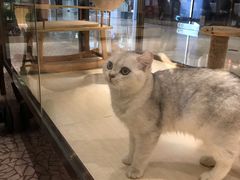 -momokira米努特·德文卷毛猫·棉花面纱犬
