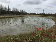 -上海长兴岛郊野公园