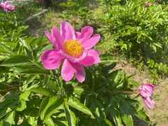 -杭州湾海上花田景区