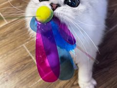 -猫大福·Fortune Cat猫舍(百子湾店)