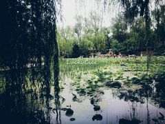 -莲湖公园