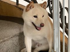 -喜柴咖啡·柴犬狗咖