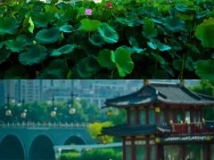 -莲湖公园