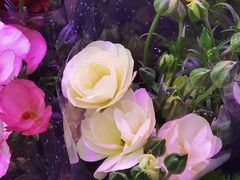 -花鸟鱼虫鲜花绿植市场(玉泉路店)