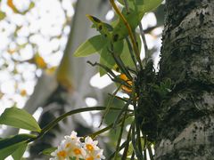 -中国科学院西双版纳热带植物园