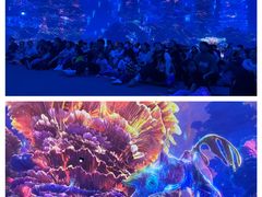 -海合安武汉极地海洋公园