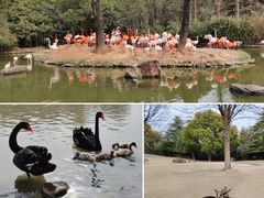 -上海野生动物园