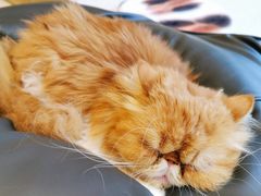 -飞行喵MR PILOT|猫舍·猫咖(静安大融城店)