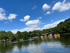 -上海共青森林公园