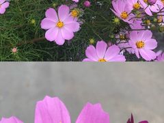 -武陵山森林公园