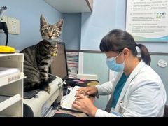 -纳吉亚猫专科动物诊疗中心(蒋宅口分院)