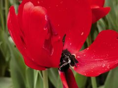 -石家庄市植物园