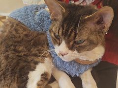 -Let's go狗咖·猫咖·奶狗·桌游(春熙路IFS店)