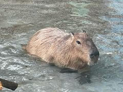 -广州长隆飞鸟乐园