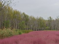 -东郊湿地公园