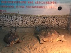 -上海大自然野生昆虫馆(东方明珠·爬宠昆虫探索中心)