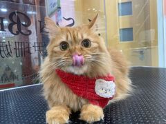 -车接车送·寄养洗护·德文猫舍(大宁店)
