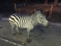 -清迈夜间动物园