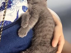 喵的天空-喵的天空名猫咖啡馆·撸猫·猫舍·用品