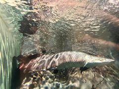 -上海海洋水族馆