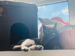 -翊宠yipet猫狗购宠庄园犬舍•猫舍