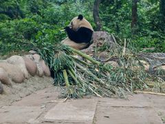 -中国大熊猫保护研究中心雅安碧峰峡基地