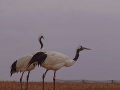 -盐城丹顶鹤湿地生态旅游区