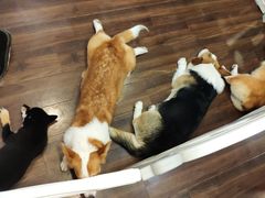 -柯斗斗主题餐厅·狗咖·围炉煮茶·茶饮(国瑞升平里店)