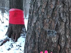 -五营红松林海景区