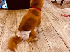 -百好乐宠物友好餐厅(朝外大街店)