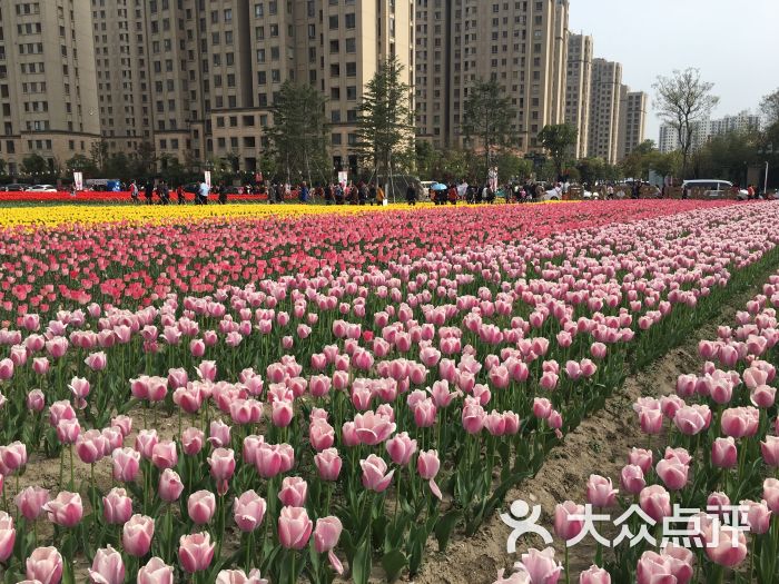 新湖郁金香公园-图片-吴江周边游-大众点评网