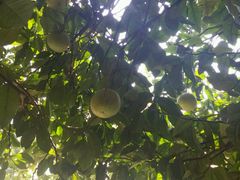 -千岛湖东南湖区