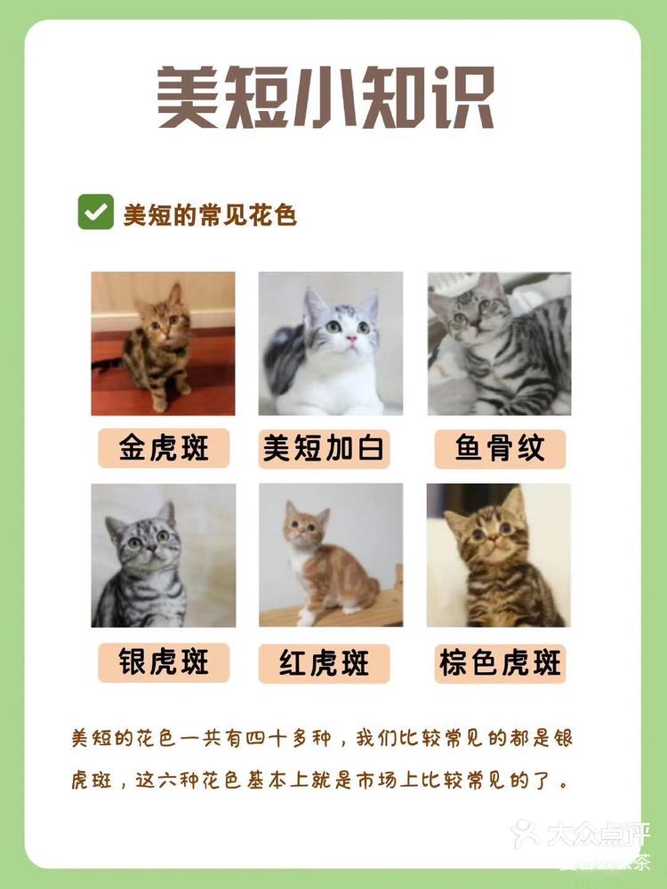 每天认识一种猫美短