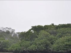 -东寨港红树林旅游区