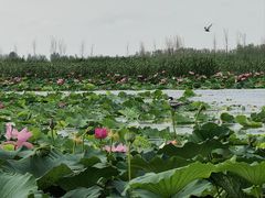 -铁锅炖灶台鱼老三炖鱼馆