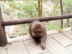 -西岭雪山大飞水景区