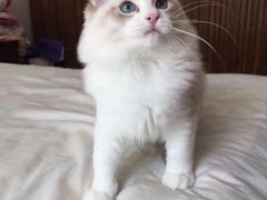 -Bastet sally猫舍购宠(静安店)