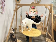 -楼上猫咖(罗湖店)